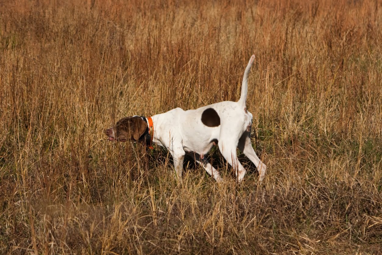 dressage de chien d'arrêt