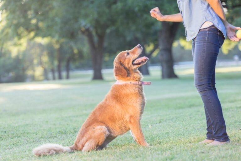 dresseur de chien d'arrêt