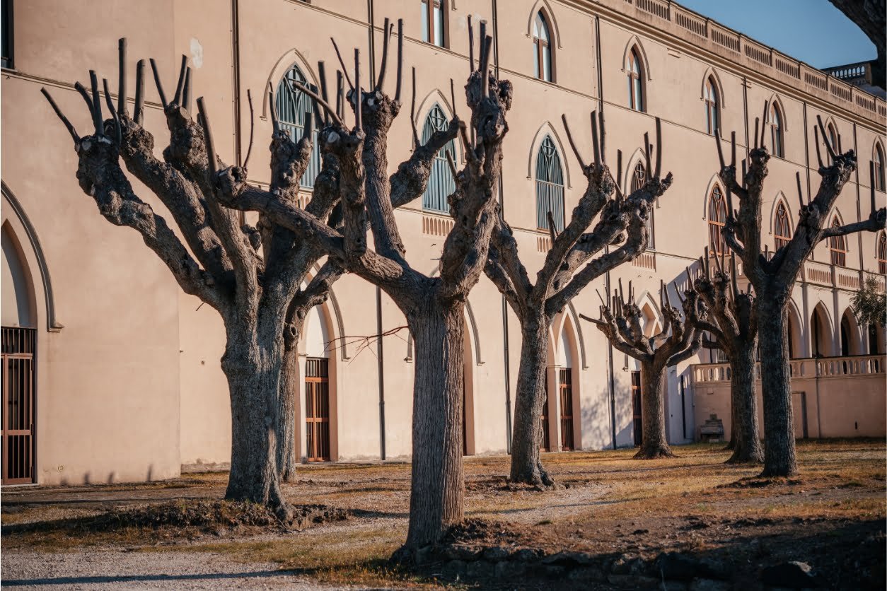 Image montrant des arbres nouvellement élagués à côté d'un immeuble - combien coûte l'élagage d'un arbre