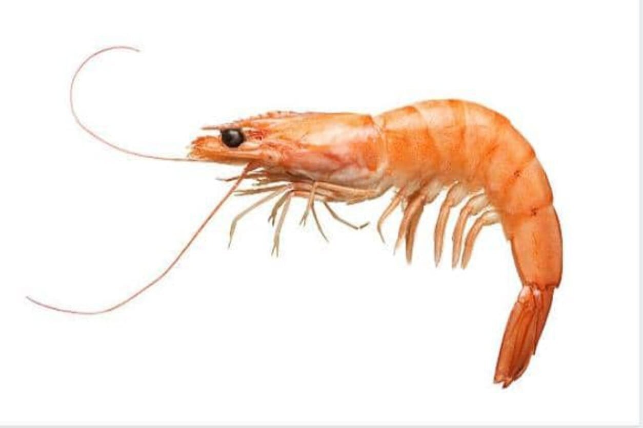 Crevette : un fruit de mer très apprécié dans certaines régions du monde