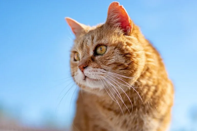 Image d'un chat roux