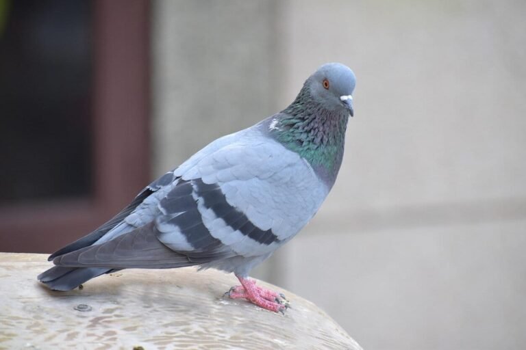 Pigeon Voyageur : Un Oiseau Médiatique et Historique