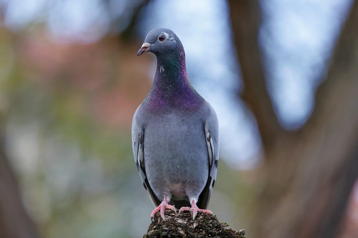 Vue de face d'un pigeon voyageur