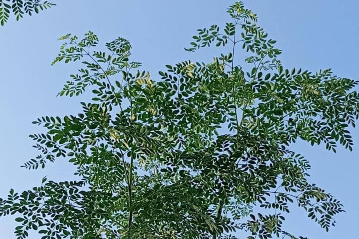 Moringa et ses bienfaits