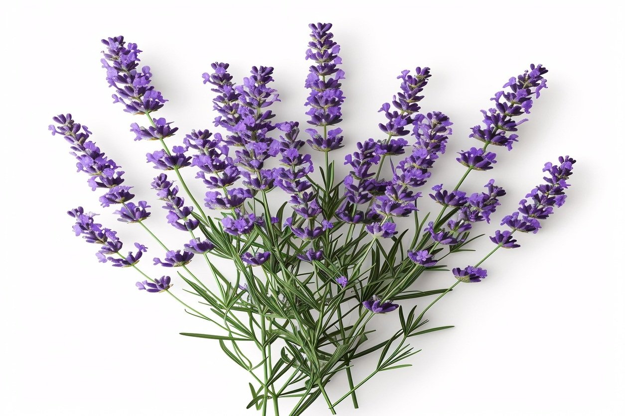 Fargance Parfumerie