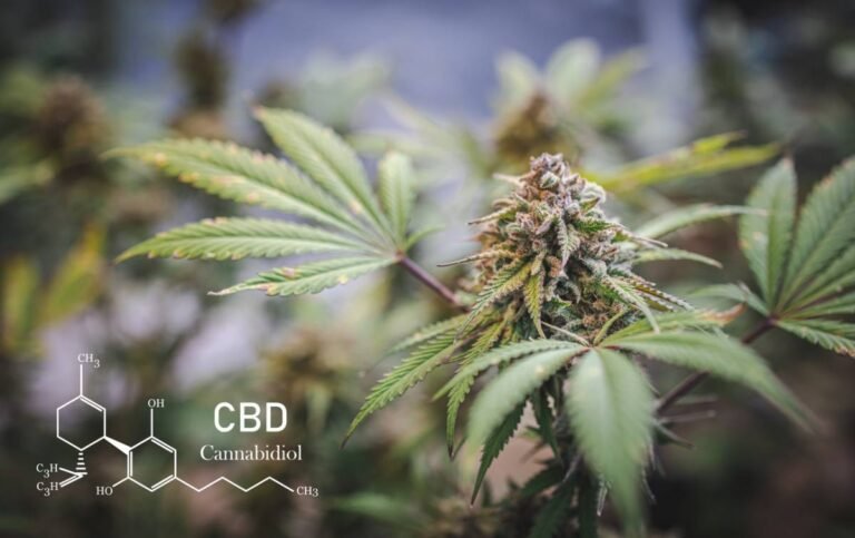 Quels produits CBD privilégier selon ses besoins ?
