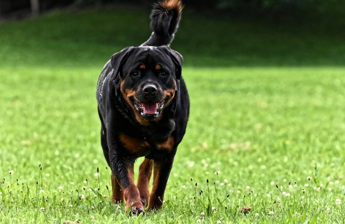 Rottweiler prix chiot et espérance de vie