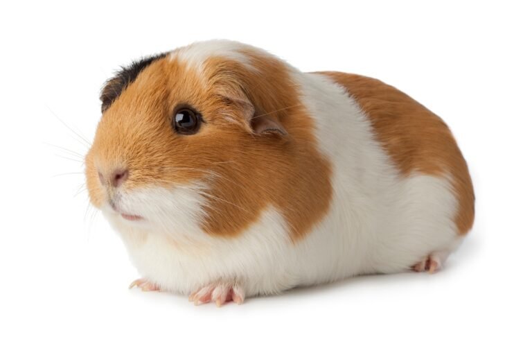cochon d'Inde prix sans poil