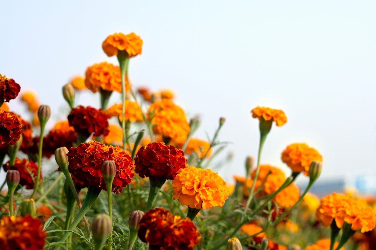 Marigold rose - oeillet d'Inde œillet 